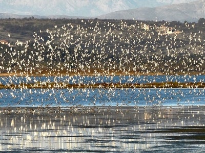 Birds flying at protected area Ulcinj Salina, Montenegro.